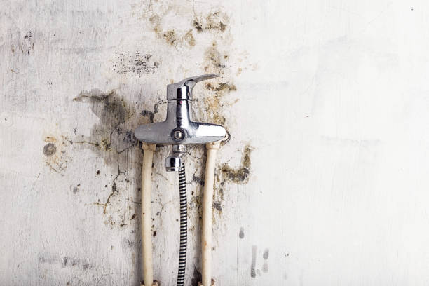 Best Office Mold Removal Services  in Charenton, LA
