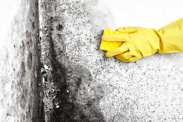 Trusted Charenton, LA Mold Removal Experts