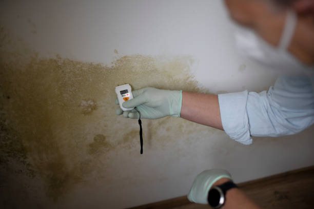 Best Mold Damage Repair  in Charenton, LA