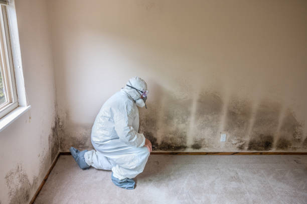 Attic Mold Removal in Charenton, LA