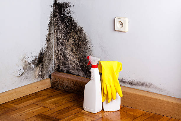 Best Residential Mold Removal  in Charenton, LA