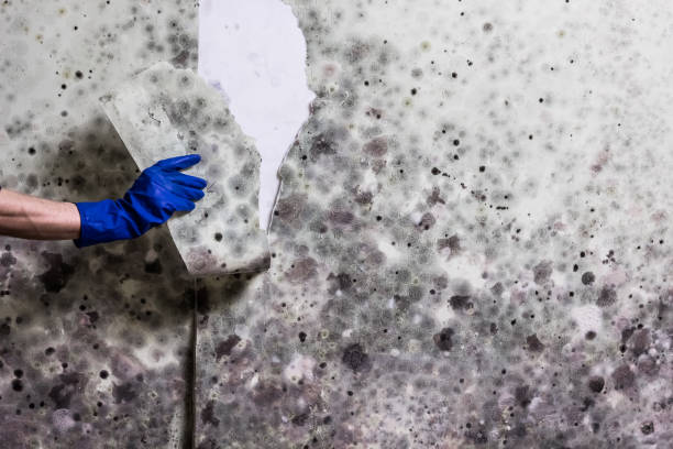 Best Affordable Mold Removal  in Charenton, LA
