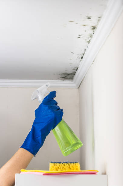 Best Mold Testing and Removal  in Charenton, LA